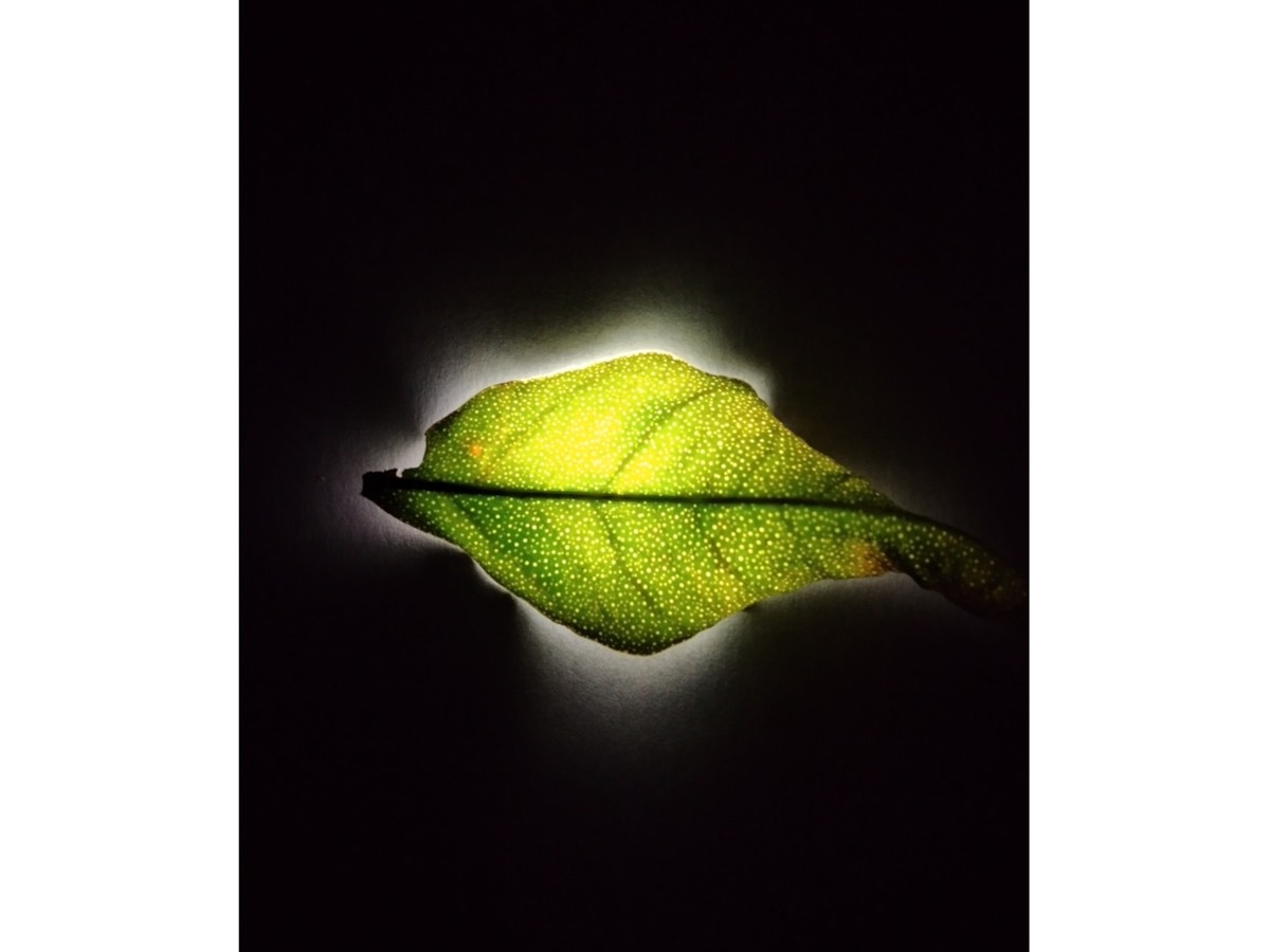 Meditation 14