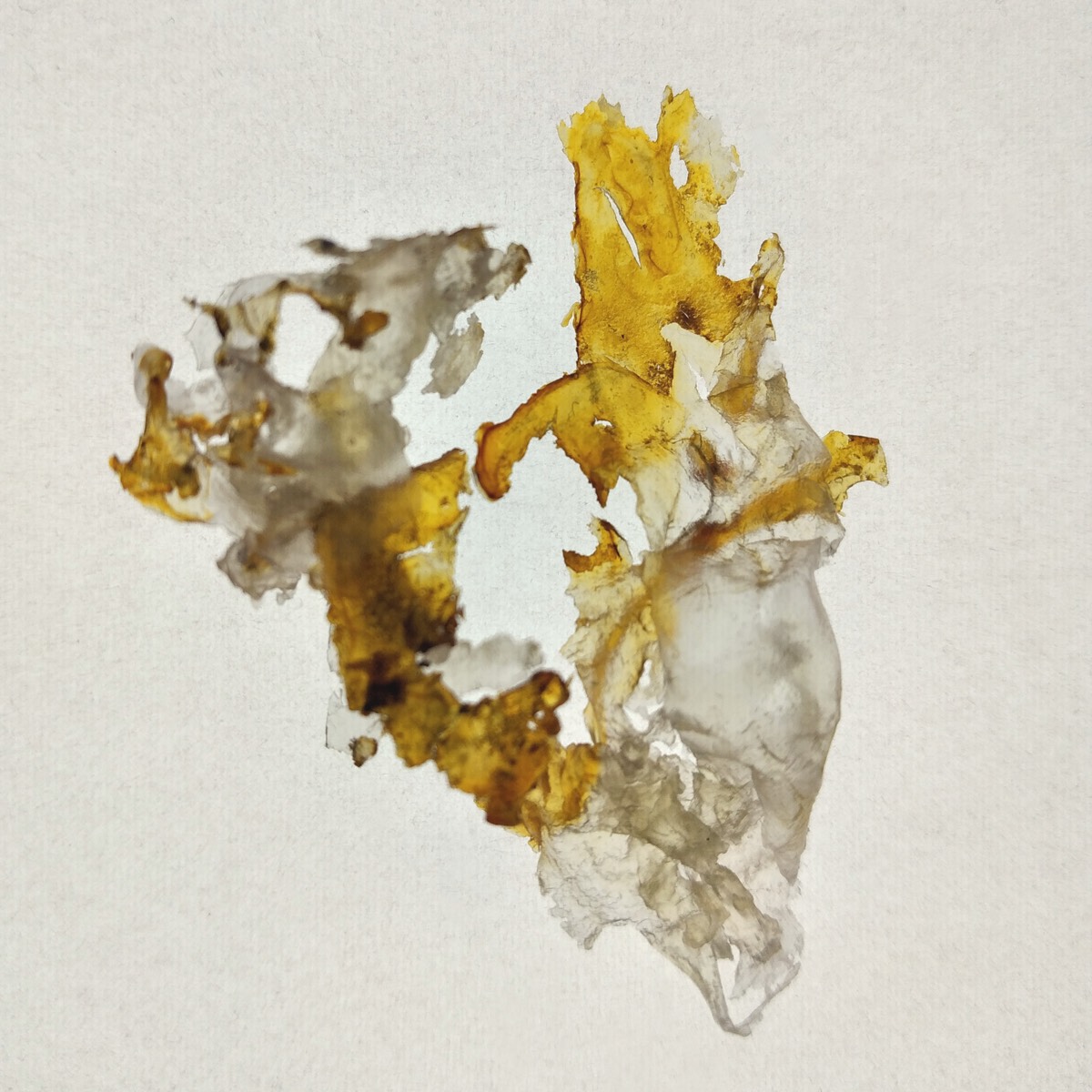 Algae